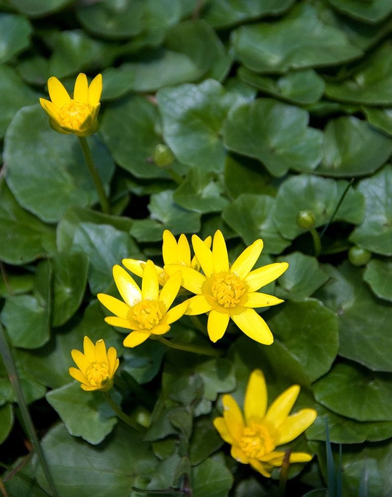 Ficaria verna